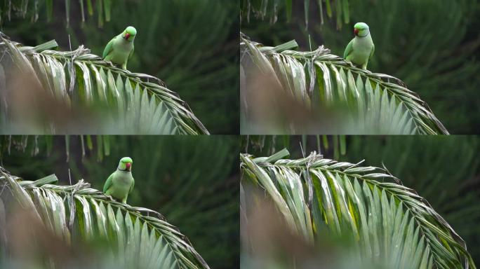 长尾小鹦鹉从印度拉贾斯坦邦阿布山市区的枣棕榈树起飞