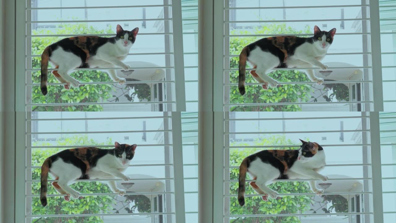 印花布猫爬上铁棍门，看着相机。