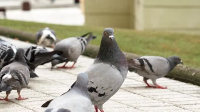 灰色的城市普通鸽子在街上吃鸟的人群中
