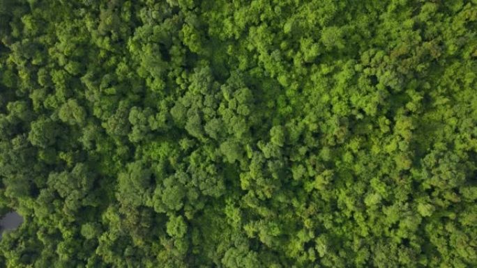 空中俯视图雨林，从上方看森林纹理
