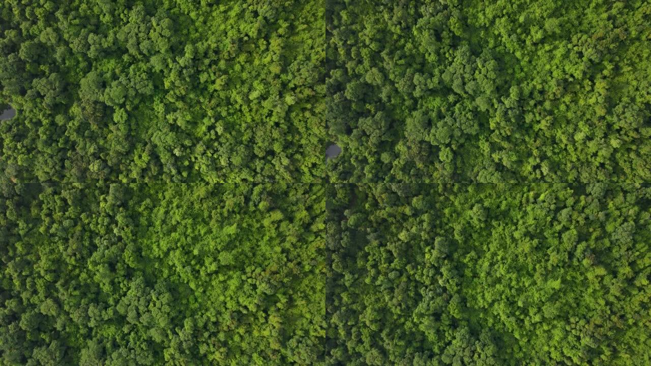 空中俯视图雨林，从上方看森林纹理