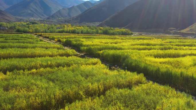 干旱气候 腾格里沙漠 植树 治沙 种树