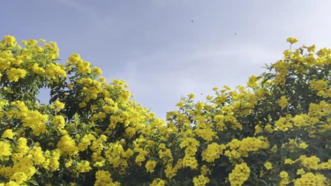 黄色的花和天空菊花花开花摇曳