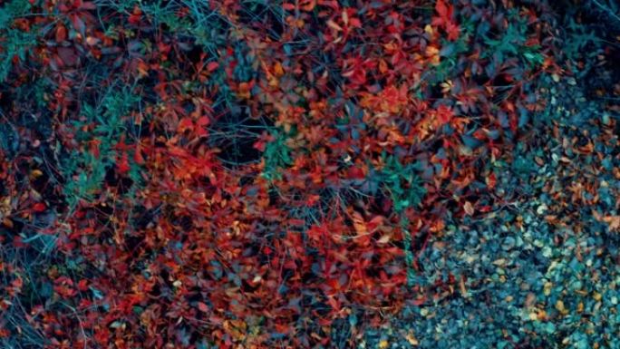 深红色在秋天的森林中交织在一起的布奇和植物