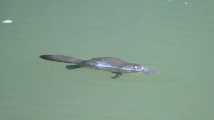 在eungella破碎的河中觅食的鸭嘴兽的高帧率剪辑