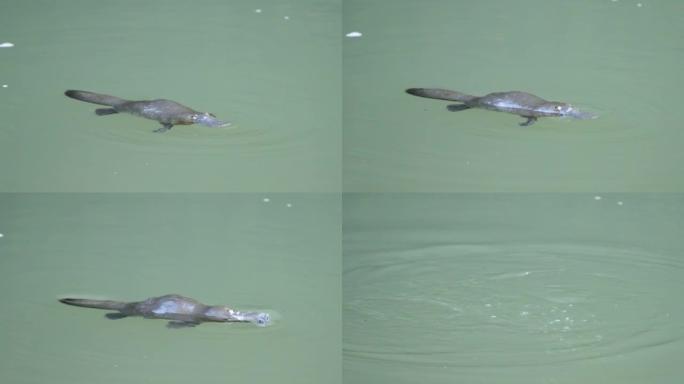在eungella破碎的河中觅食的鸭嘴兽的高帧率剪辑
