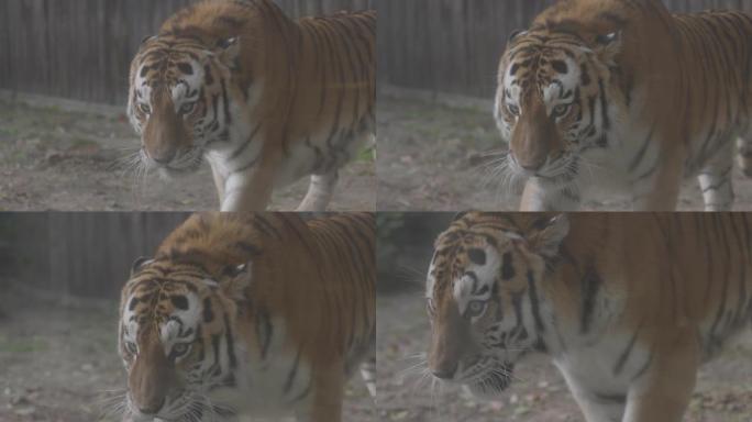 老虎在散步。一只美丽老虎的肖像。大猫特写。老虎看着你。一只大猫的肖像。慢动作120 FPS视频，Pr