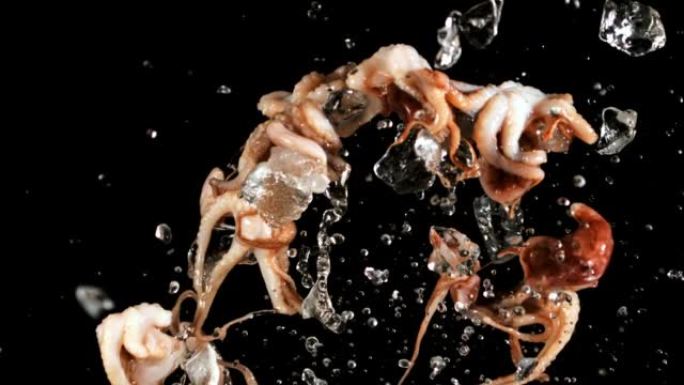 生章鱼，有冰和飞溅的水，上升和下降。拍摄的是1000 fps的慢动作。