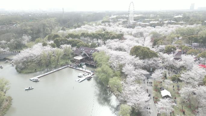 航拍 顾村 公园 樱花节 上海 春天