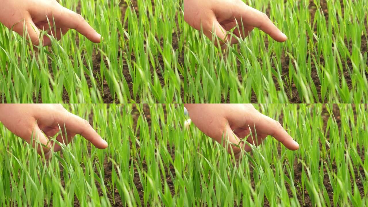 农民指出在田间生长的郁郁葱葱的绿色黑麦植物