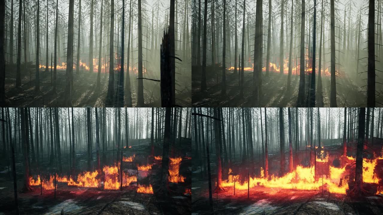 亚马逊草原森林着火