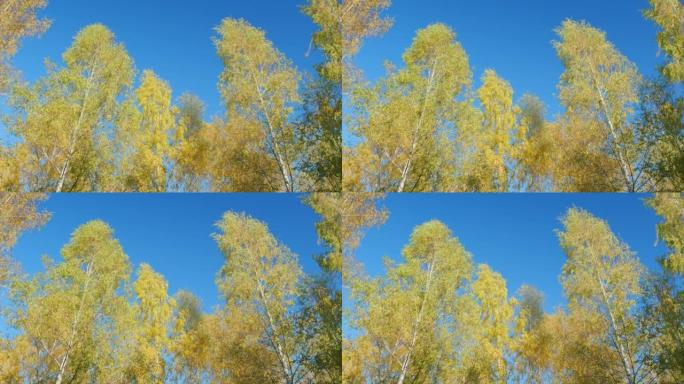 五颜六色的树冠，秋天的树叶颜色和蓝天。晴天秋天的树梢。低角度视图。