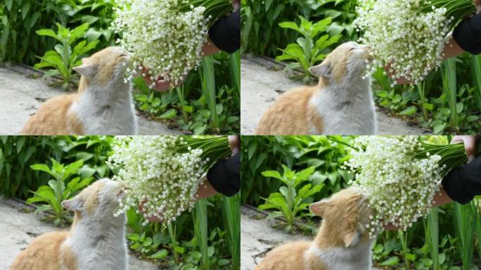 猫嗅着铃兰的花。顶视图。