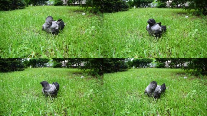 一只初出茅庐的灰色乌鸦幼崽用绿草清理草坪上的羽毛。
