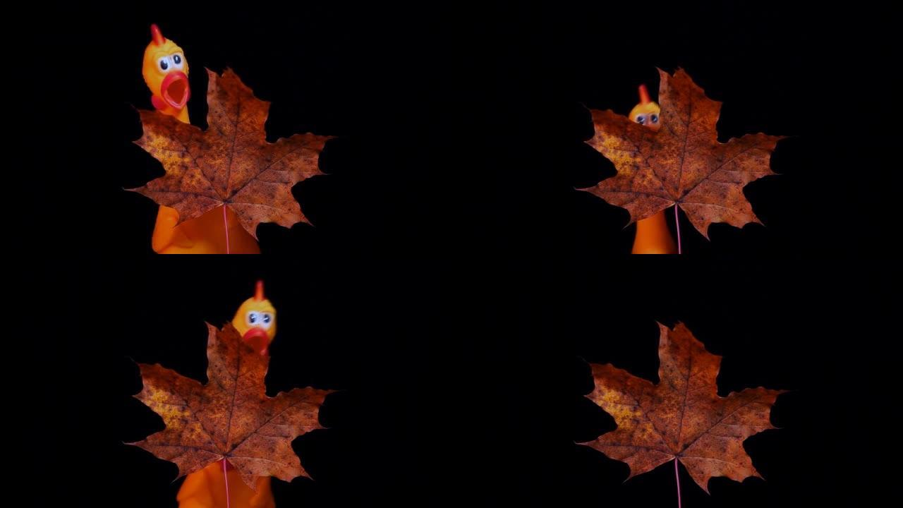 叶子橡胶鸡的镜头黑暗背景
