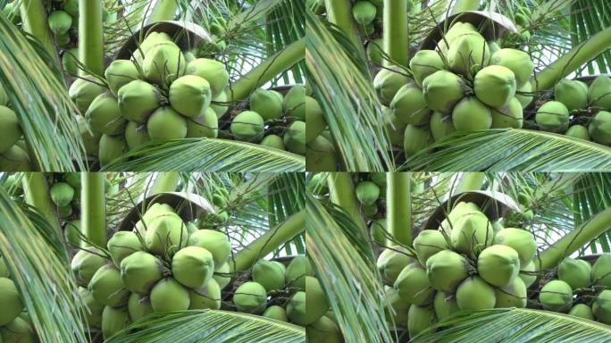 树上的年轻椰子