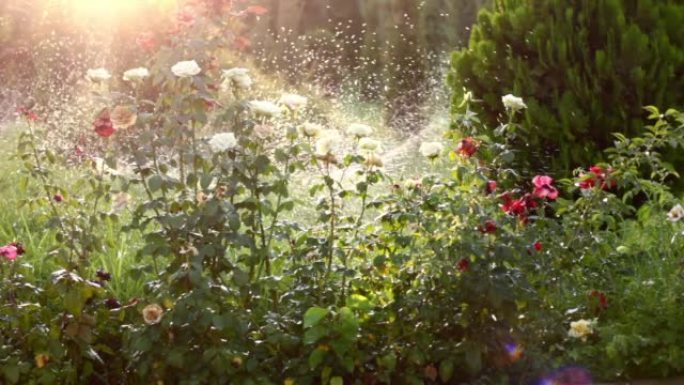现代智能洒水系统在夏季阳光明媚的日子为玫瑰园浇水