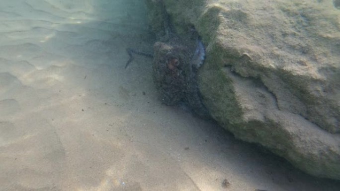 藏在岩石下的大章鱼。稍微浑浊的水。非常清晰可见的章鱼伪装颜色。章鱼的眼睛和触手。版本5
