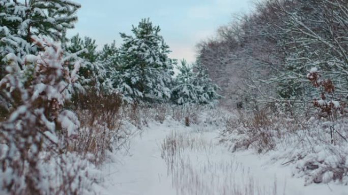 冬天的风景是灰蒙蒙的天空下冰冻的森林和冷杉树。云杉覆盖积雪