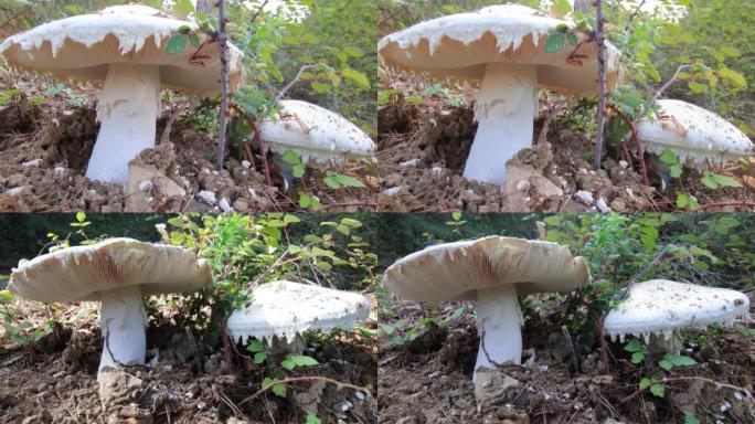 灌木丛中的巨型蘑菇，加泰罗尼亚Prepyrenees山的秋天。