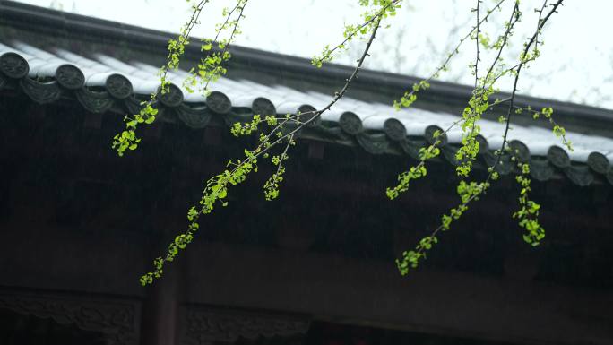 杭州钱王祠春季清明节雨天古建筑自然唯美