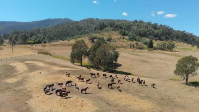 澳大利亚牧场上的一群马的4k鸟瞰图