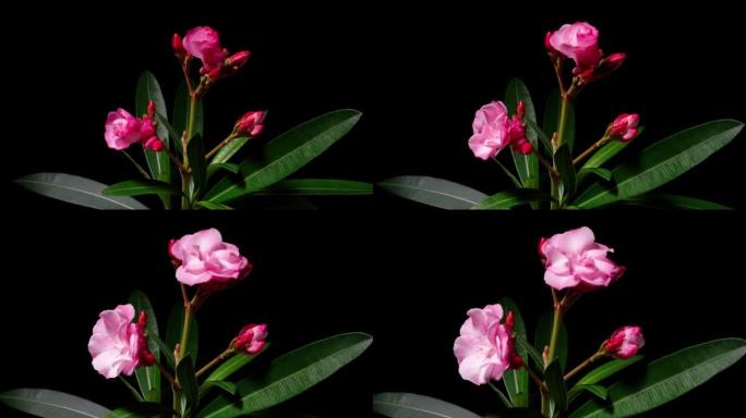 一组神经夹竹桃花 (也称为bunga jepun) 的花从芽到全花的延时镜头，在黑色背景上隔离，4k