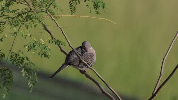 斑点鸽子，斯里兰卡