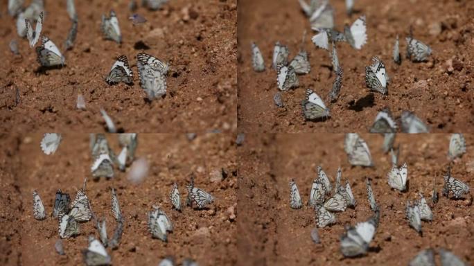 一群白蝴蝶在地面上寻找盐，纳米比亚，非洲