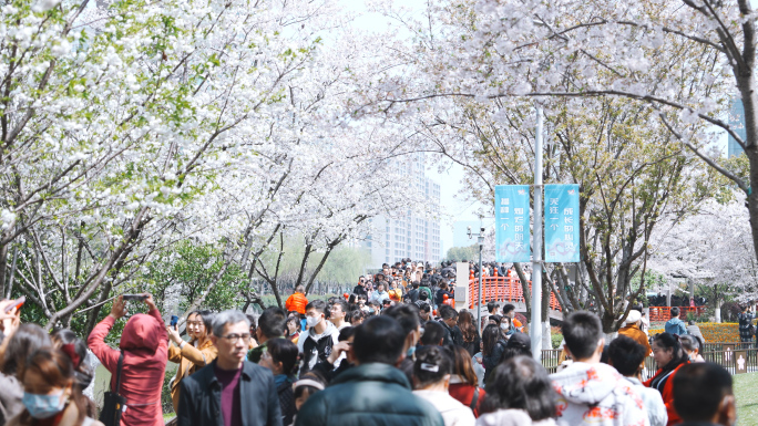 春天踏青，公园人群赏樱花