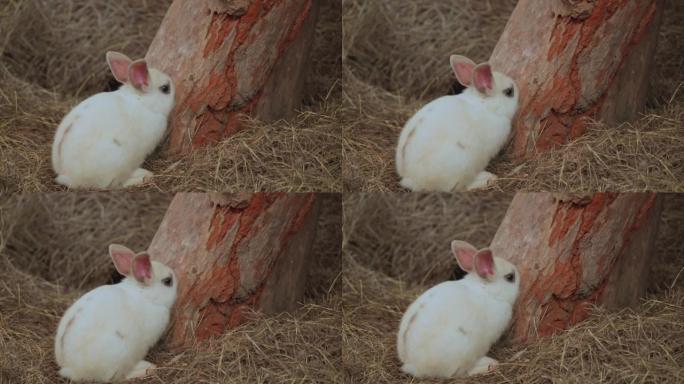 白兔坐在农场的干草上