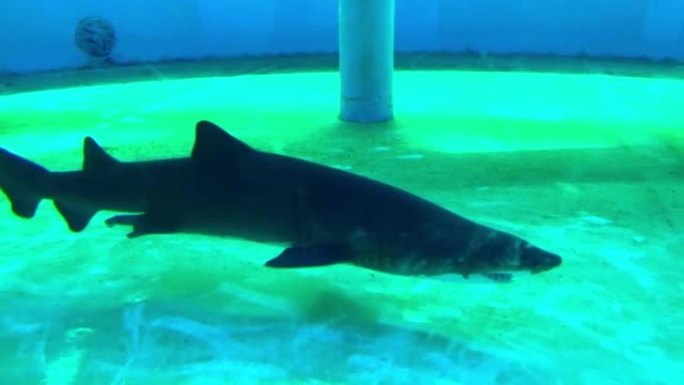 一条大鲨鱼在加利福尼亚长滩太平洋水族馆游泳的镜头