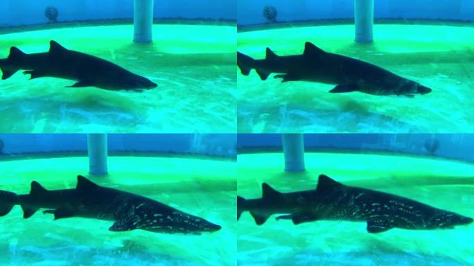 一条大鲨鱼在加利福尼亚长滩太平洋水族馆游泳的镜头