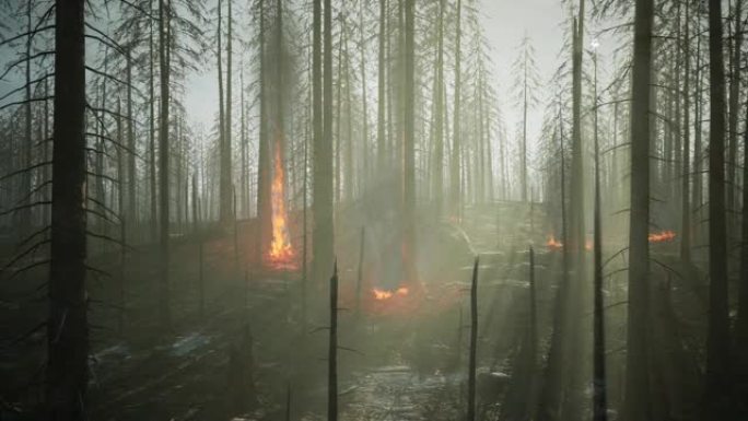 野火过后，森林大火烧毁了树木