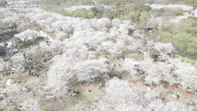 航拍 顾村 公园 樱花节 上海 春天
