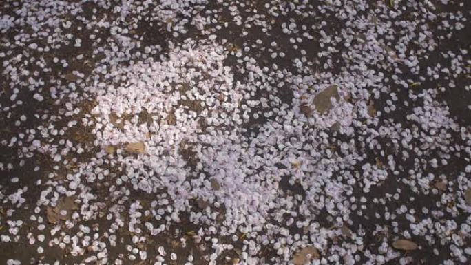 鲜花落在地上
