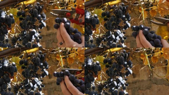 在葡萄收获的过程中，妇女的手在剪枝师的帮助下从葡萄树上切下一束葡萄。女人的手用园林剪切了一串成熟的葡
