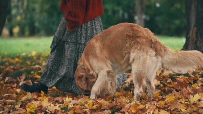 年轻女子与金色rertriever狗一起散步，并在秋季公园散步。