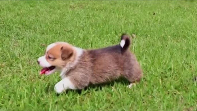彭布罗克威尔士柯基小狗在绿草地上奔跑的特写镜头