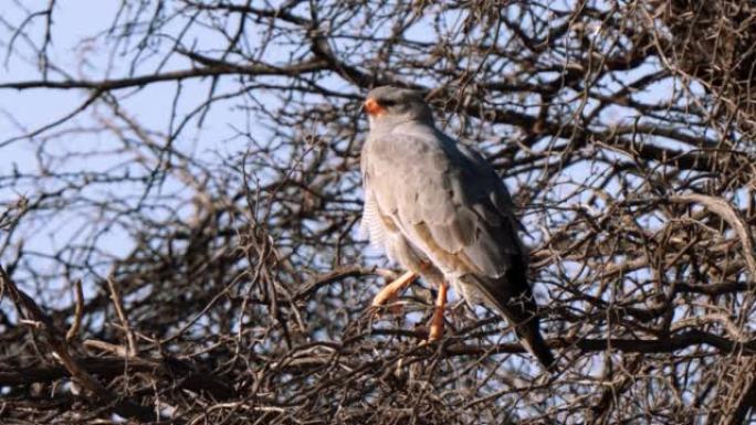 南非Kgalagadi Transfrontier公园的蜥蜴秃鹰或Kaupifalco字母组合