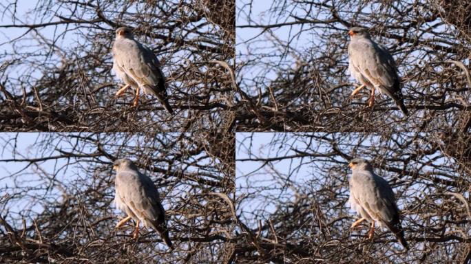 南非Kgalagadi Transfrontier公园的蜥蜴秃鹰或Kaupifalco字母组合