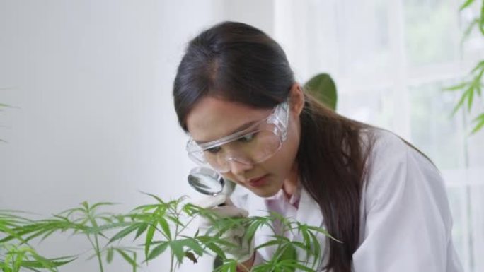 年轻的亚洲科学家穿着实验室外套和护目镜，使用放大镜并看着绿叶。现代实验室生物技术研究人员。生物植物概