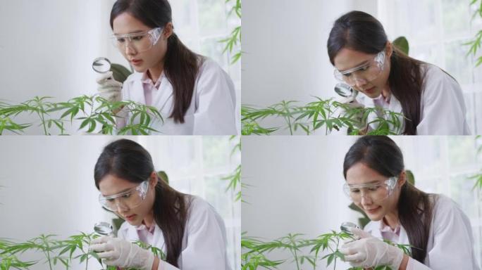 年轻的亚洲科学家穿着实验室外套和护目镜，使用放大镜并看着绿叶。现代实验室生物技术研究人员。生物植物概