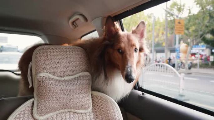 可爱的粗糙牧羊犬站在汽车后备箱中，环顾四周，等待继续前进，4k慢动作镜头，城市中的宠物生活方式。