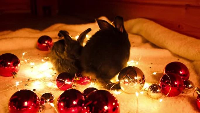 小黑兔在花环灯光背景上互相嗅嗅。红色圣诞球。大气的节日气氛。野兔是中国历法2023年年份的标志。新年