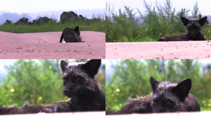 野生狐狸