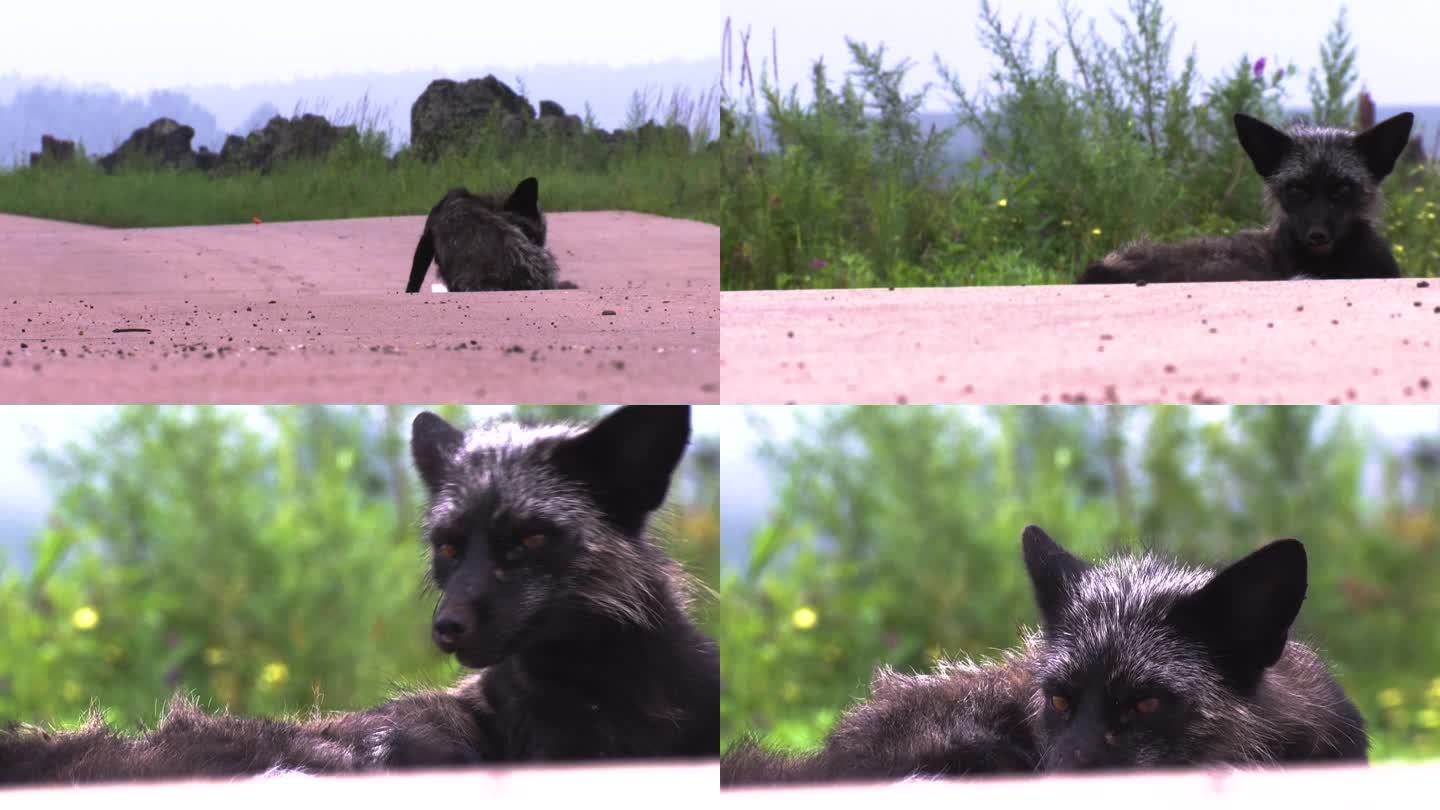 野生狐狸