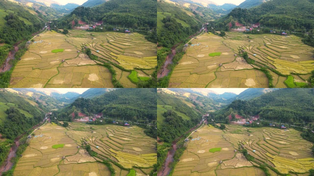 鸟瞰山上的稻田梯田与山上的稻作