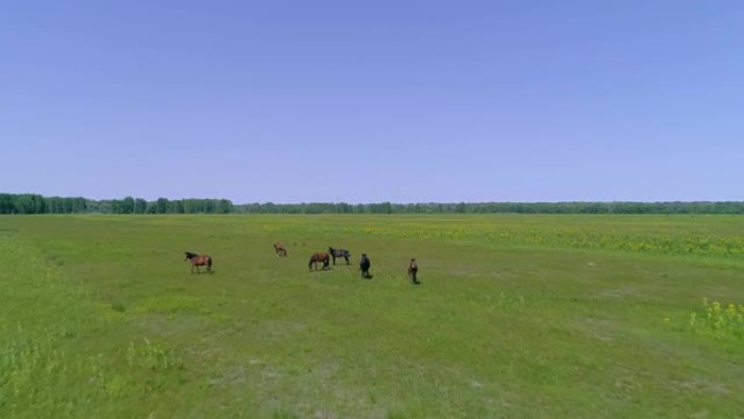 野生野马马繁殖。罗马尼亚多瑙河三角洲的Letea马群。野马奔跑。马大群跑过草地，疾驰而战。黑色和棕色