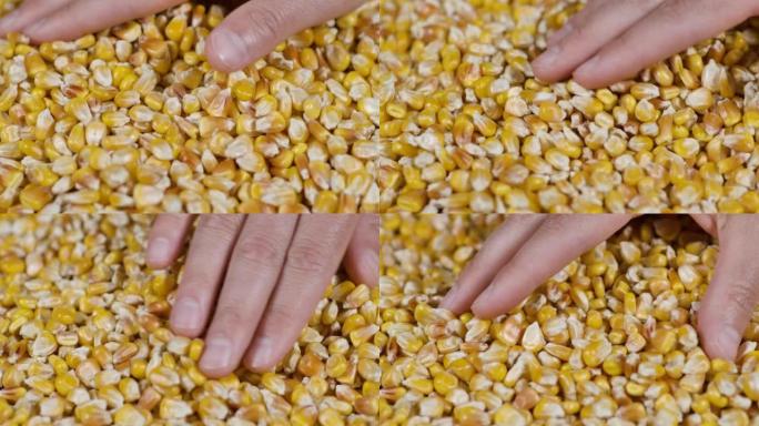 慢动作干玉米粒落在农民的手上纹理背景特写。转基因玉米粒玉米宏观镜头。有机健康食品。慢动作农民手中拿着